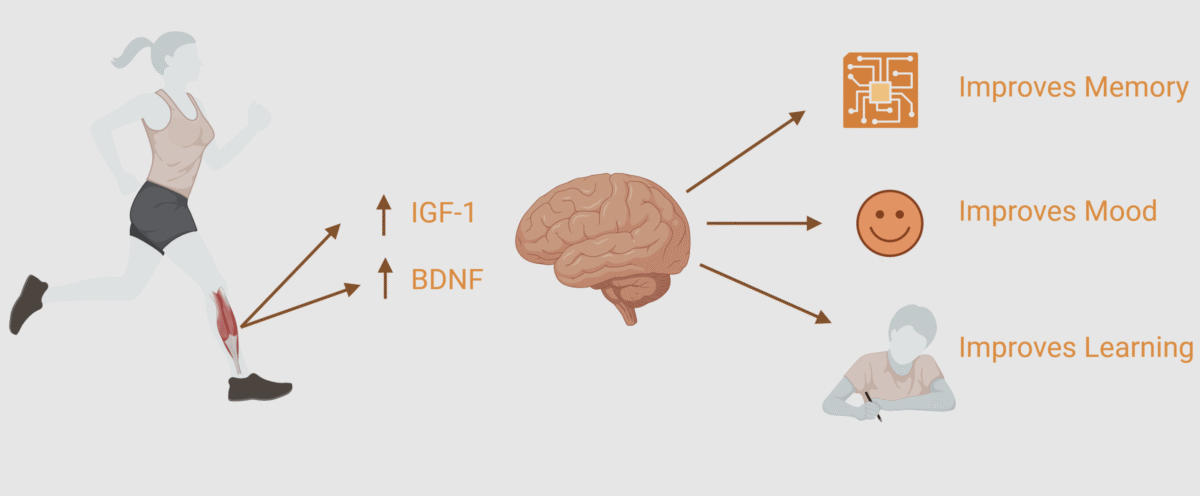 Como o movimento impacta o cérebro?